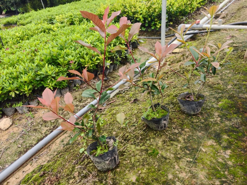 红叶石楠