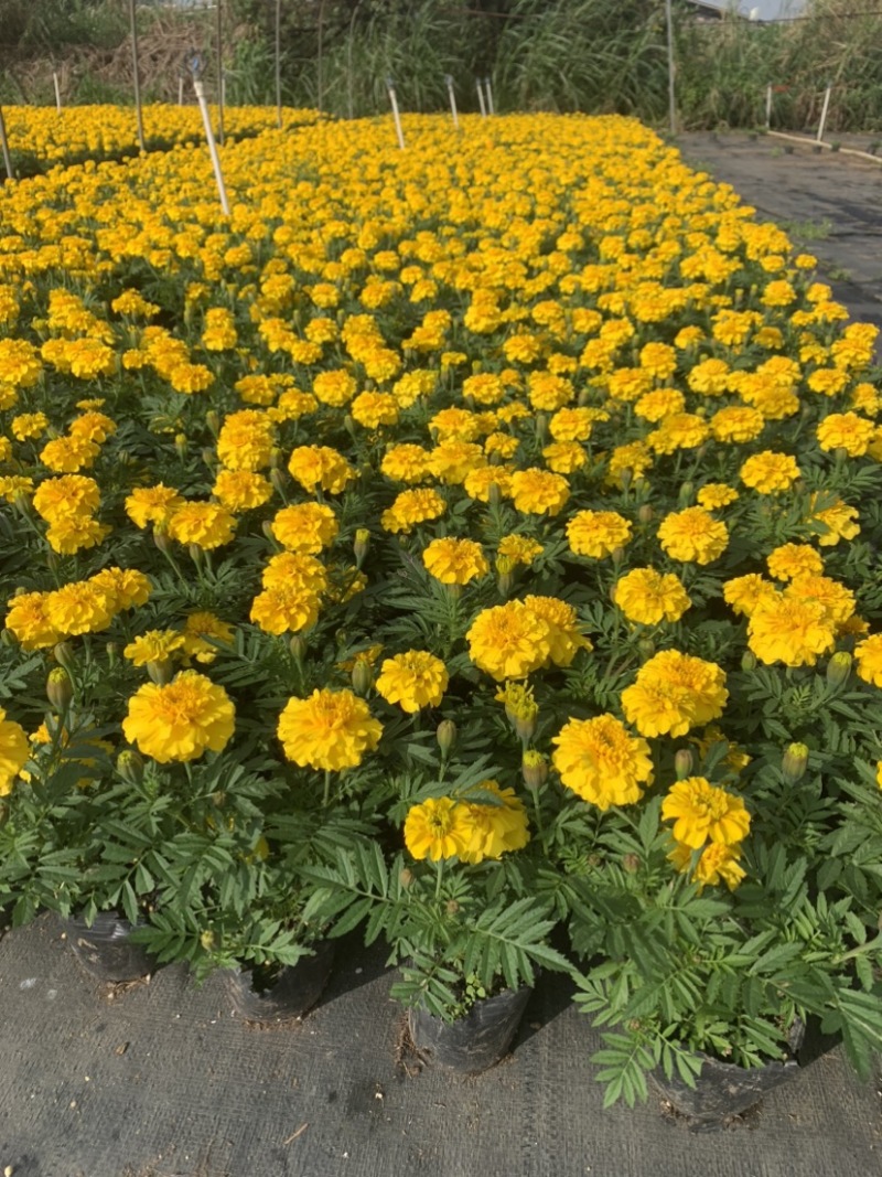 孔雀草