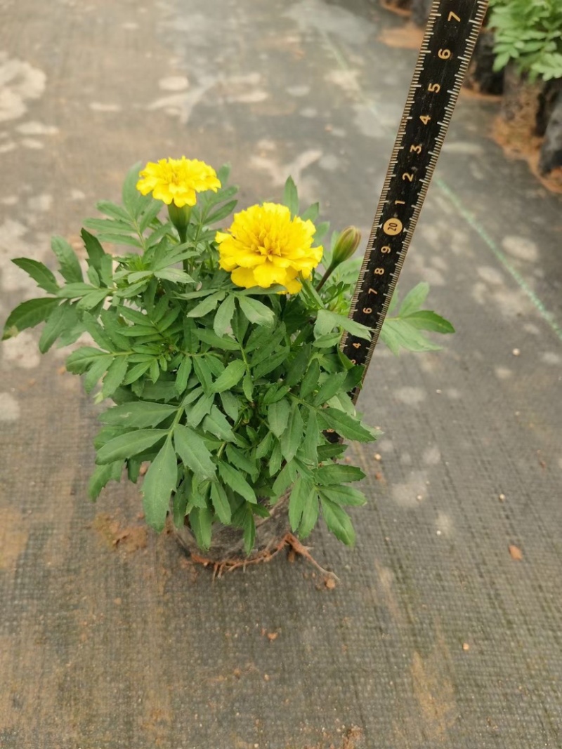 孔雀草