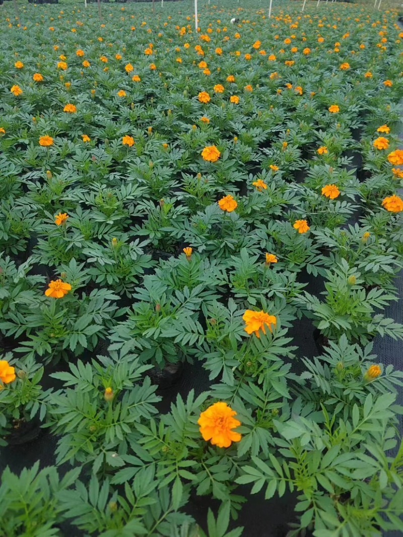 孔雀草