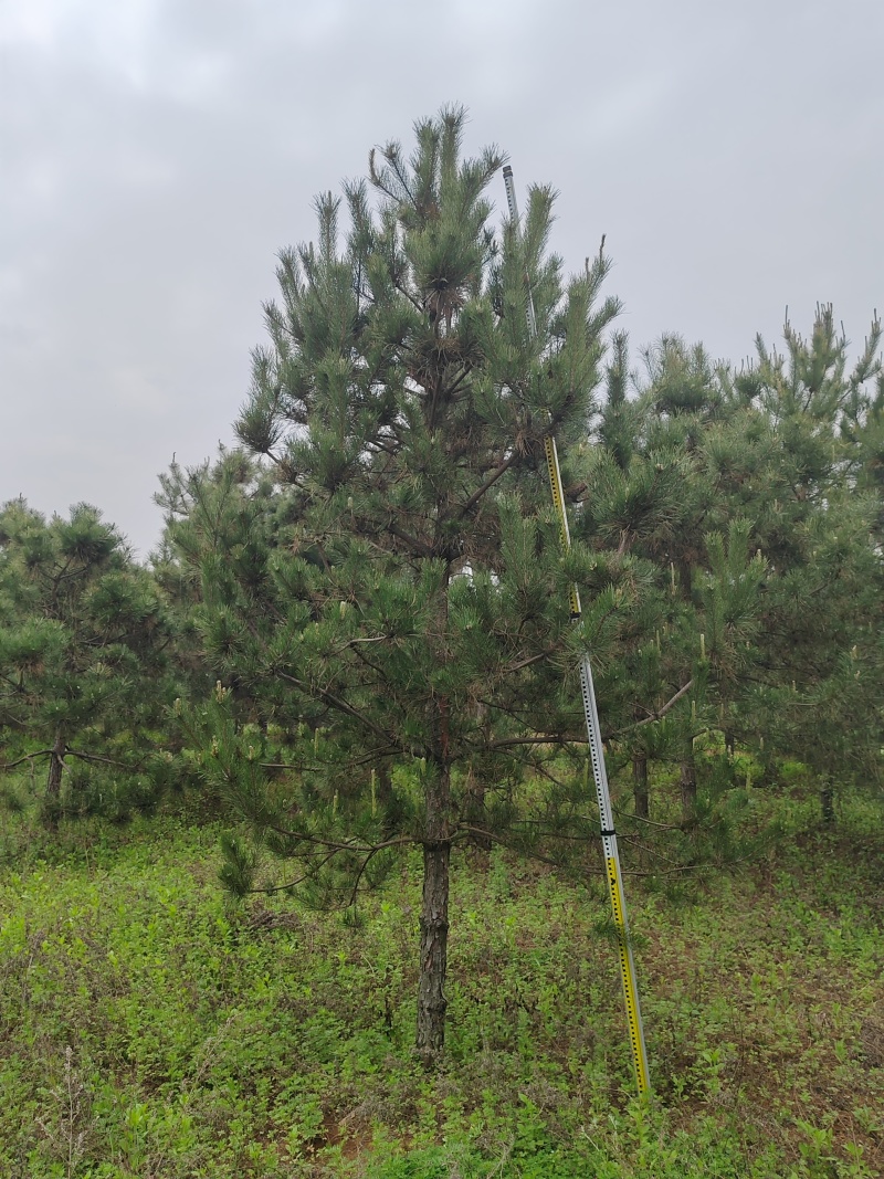 常年出售各种绿化苗木两米到五米白皮松苗圃一级货