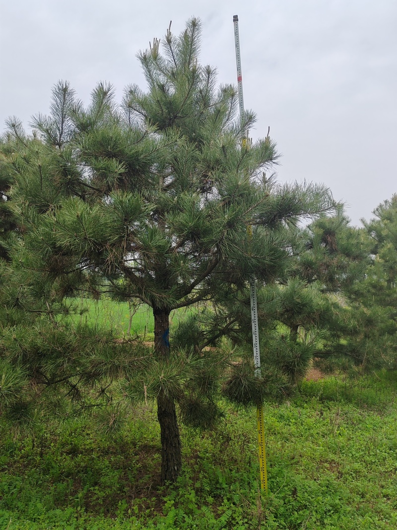 常年出售各种绿化苗木两米到五米白皮松苗圃一级货