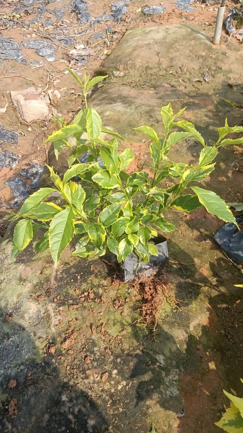 金边假连翘
