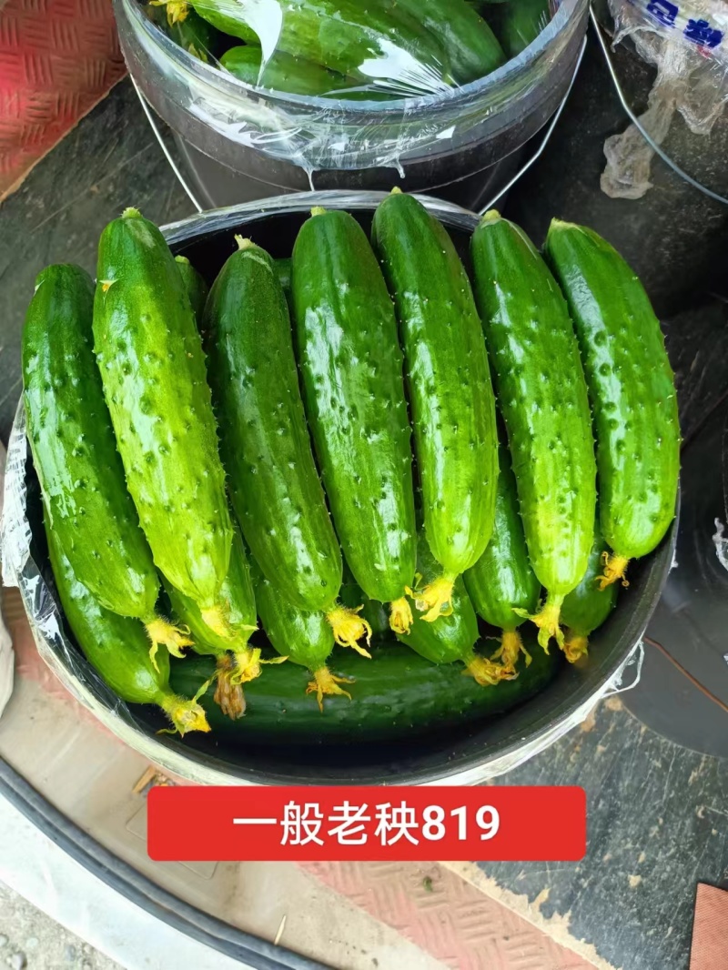 绥中精品旱黄瓜大包亮条306绿丰819巨利103系