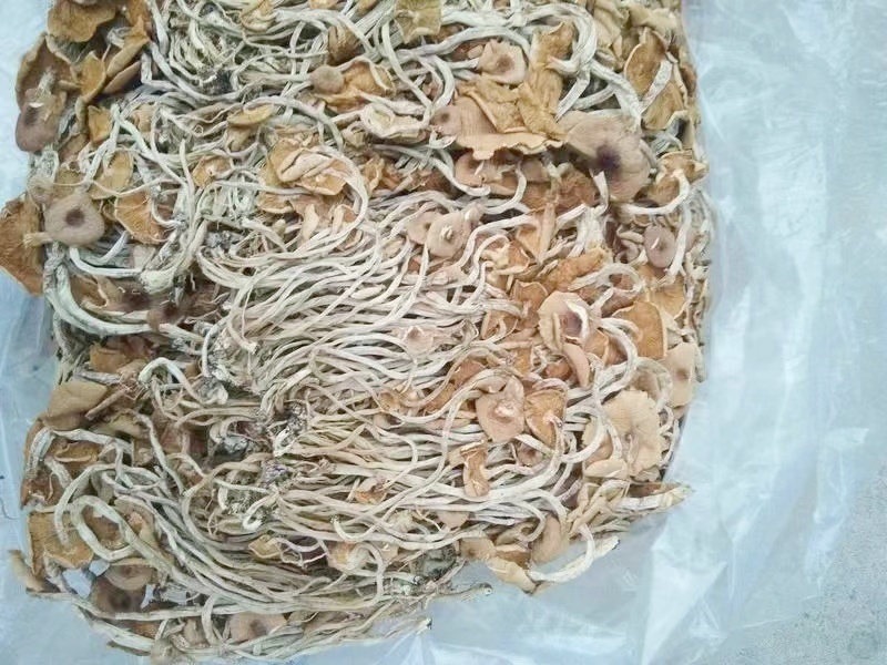 茶树菇干货广昌茶树菇开伞茶树菇炖汤鲜美食材