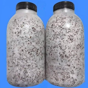 秋冬季出菇品种平菇原种