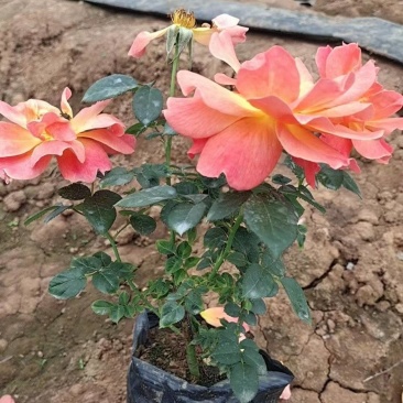 月季杯苗大花月季/丰花月季