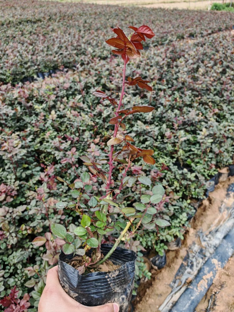 月季杯苗大花月季/丰花月季