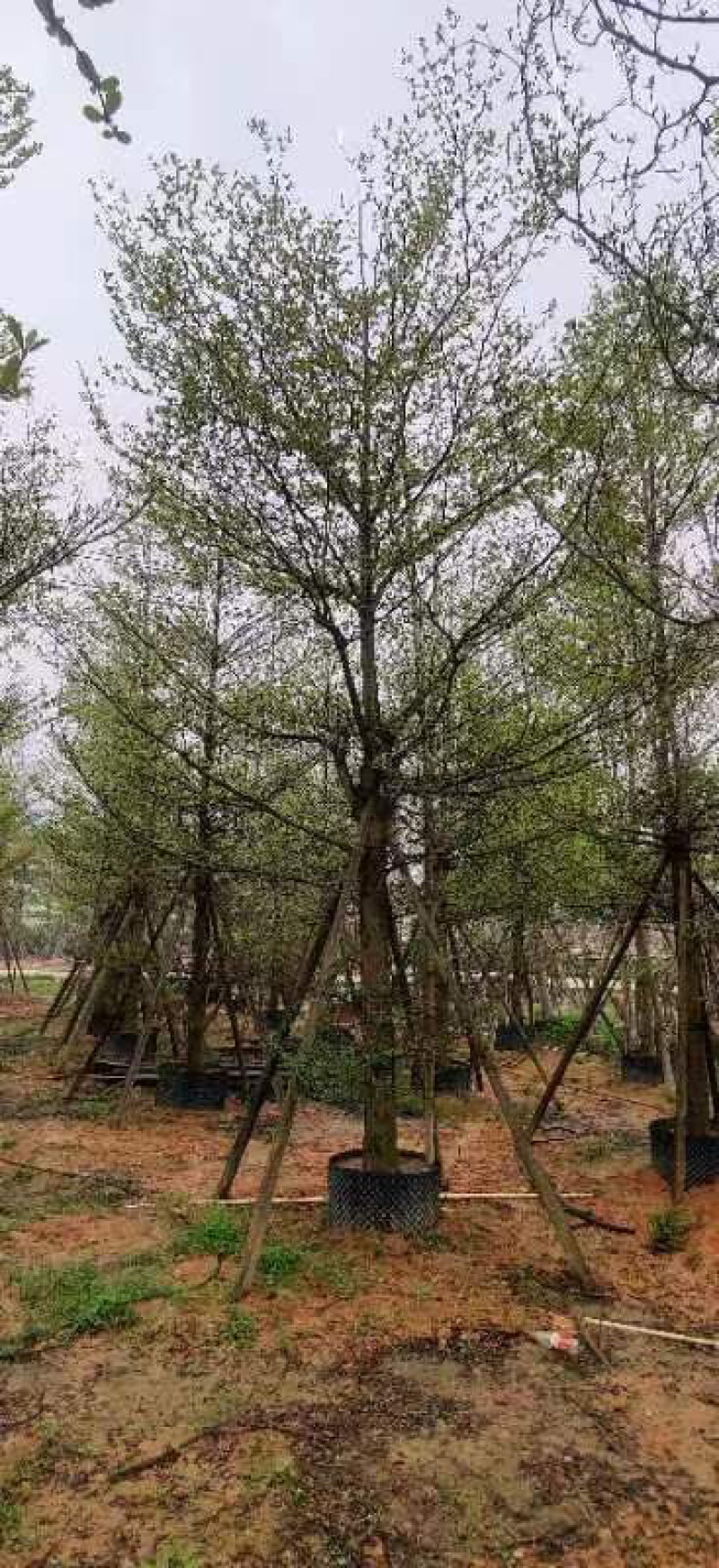 小叶榄仁树养冠苗基地直销规格各种欢迎老板来电咨询合作