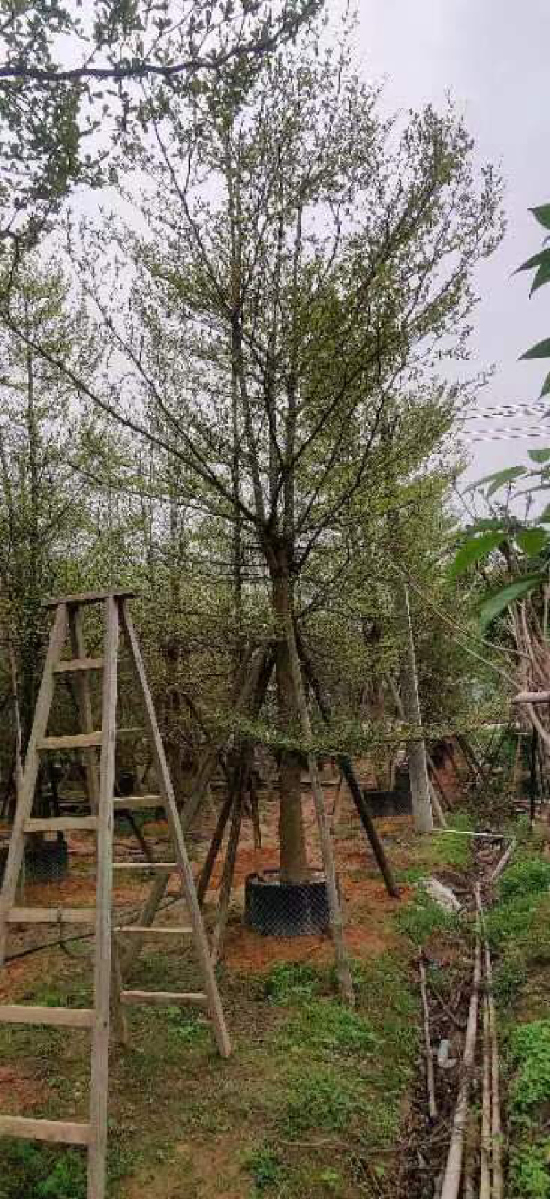 小叶榄仁树养冠苗基地直销规格各种欢迎老板来电咨询合作