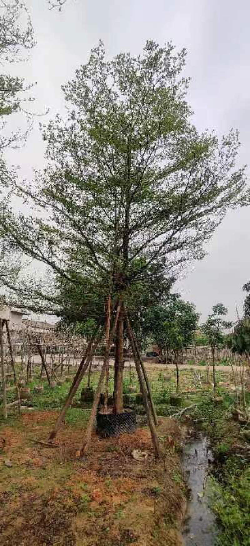 小叶榄仁树养冠苗基地直销规格各种欢迎老板来电咨询合作