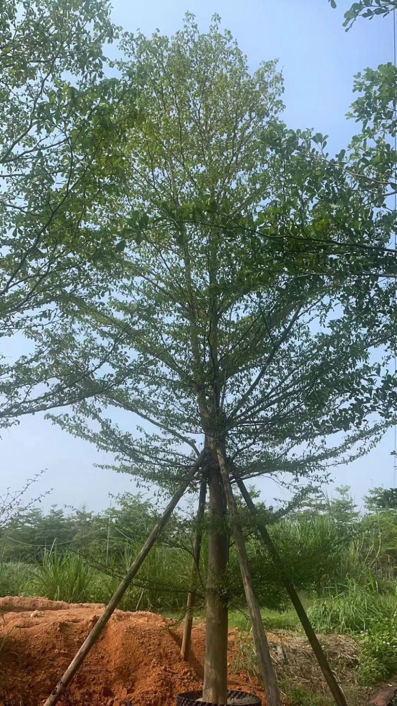 小叶榄仁树养冠苗基地直销规格各种欢迎老板来电咨询合作