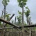 宫粉紫荆基地直销规格齐全欢迎老板来电咨询合作