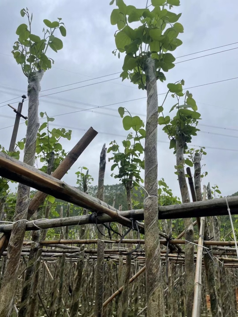宫粉紫荆基地直销规格齐全欢迎老板来电咨询合作