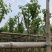 宫粉紫荆基地直销规格齐全欢迎老板来电咨询合作