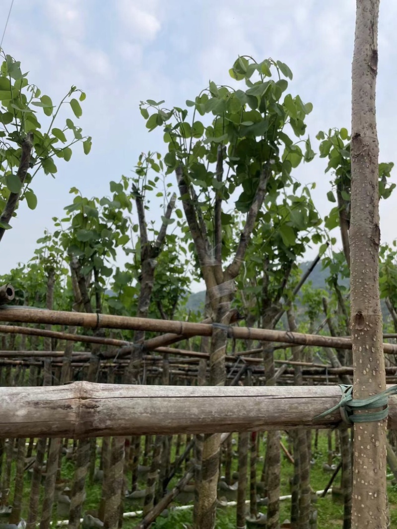 宫粉紫荆基地直销规格齐全欢迎老板来电咨询合作