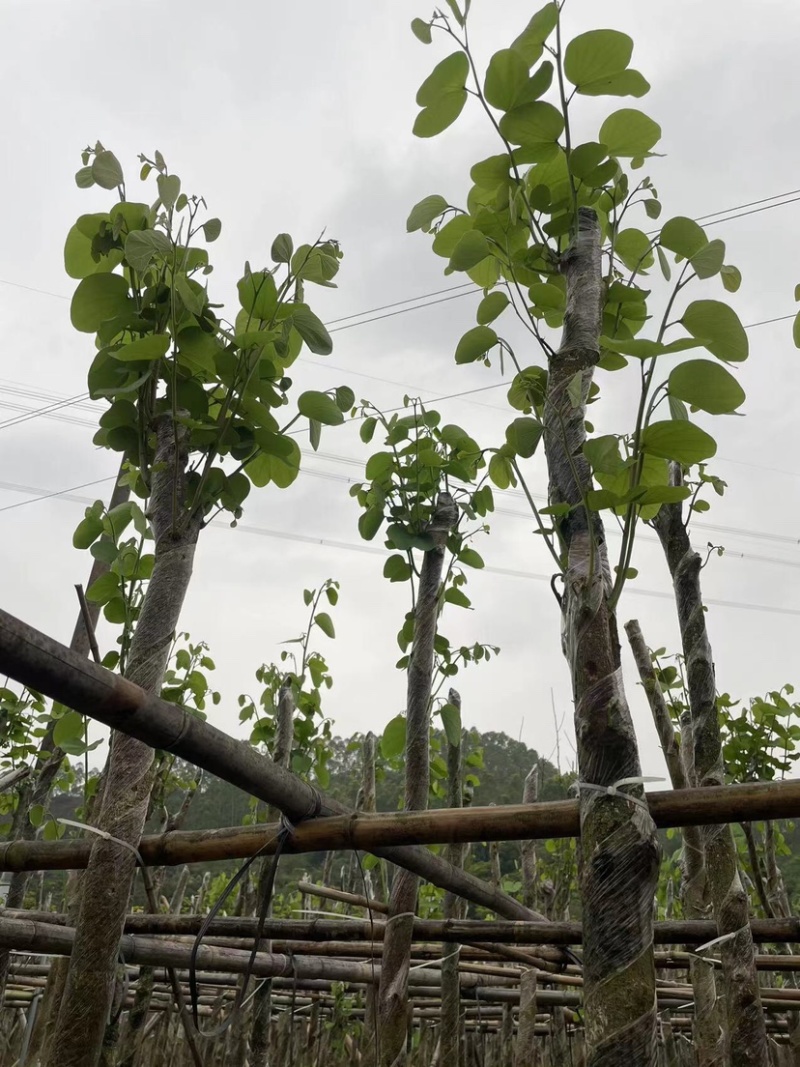 宫粉紫荆基地直销规格齐全欢迎老板来电咨询合作
