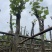 宫粉紫荆基地直销规格齐全欢迎老板来电咨询合作