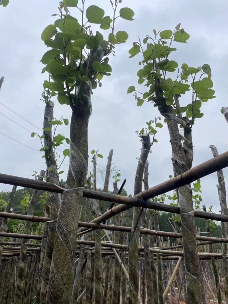 宫粉紫荆基地直销规格齐全欢迎老板来电咨询合作