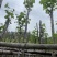 宫粉紫荆基地直销规格齐全欢迎老板来电咨询合作
