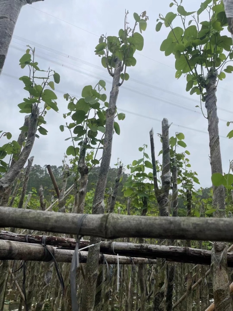 宫粉紫荆基地直销规格齐全欢迎老板来电咨询合作