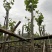 宫粉紫荆基地直销规格齐全欢迎老板来电咨询合作