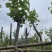 宫粉紫荆基地直销规格齐全欢迎老板来电咨询合作