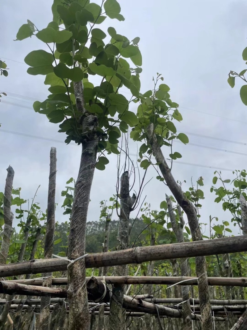 宫粉紫荆基地直销规格齐全欢迎老板来电咨询合作