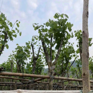 宫粉紫荆基地直销规格齐全欢迎老板来电咨询合作