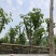 宫粉紫荆基地直销规格齐全欢迎老板来电咨询合作