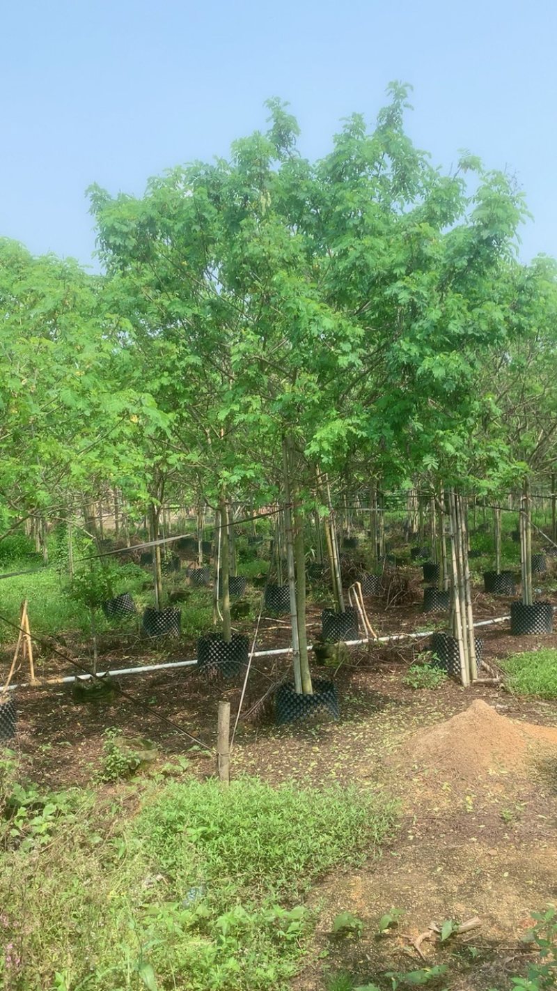 黄花槐基地直销规格齐全欢迎老板来电咨询合作