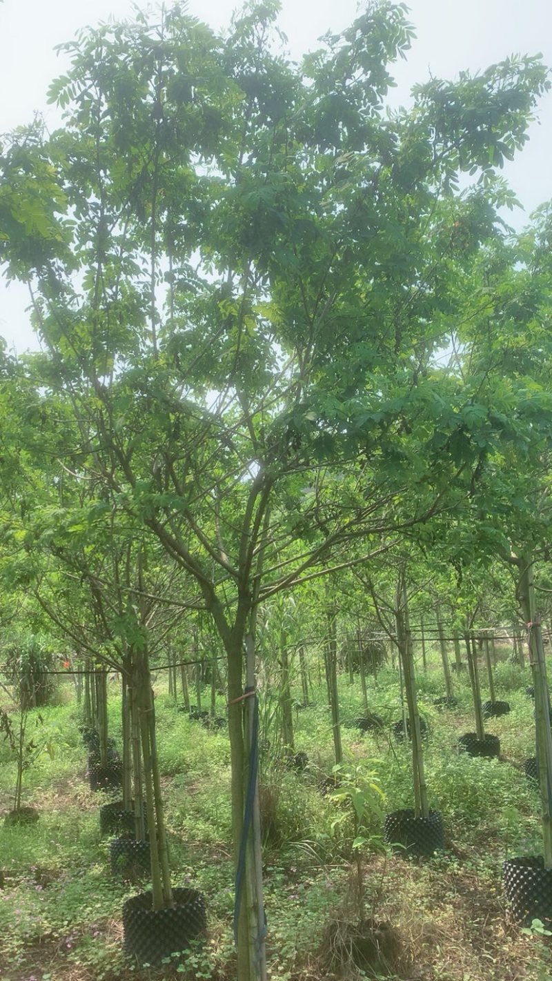 黄花槐基地直销规格齐全欢迎老板来电咨询合作