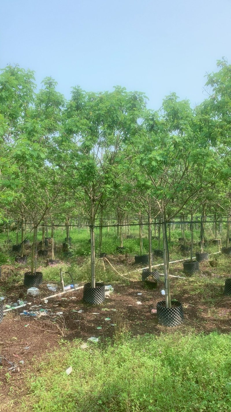 黄花槐基地直销规格齐全欢迎老板来电咨询合作