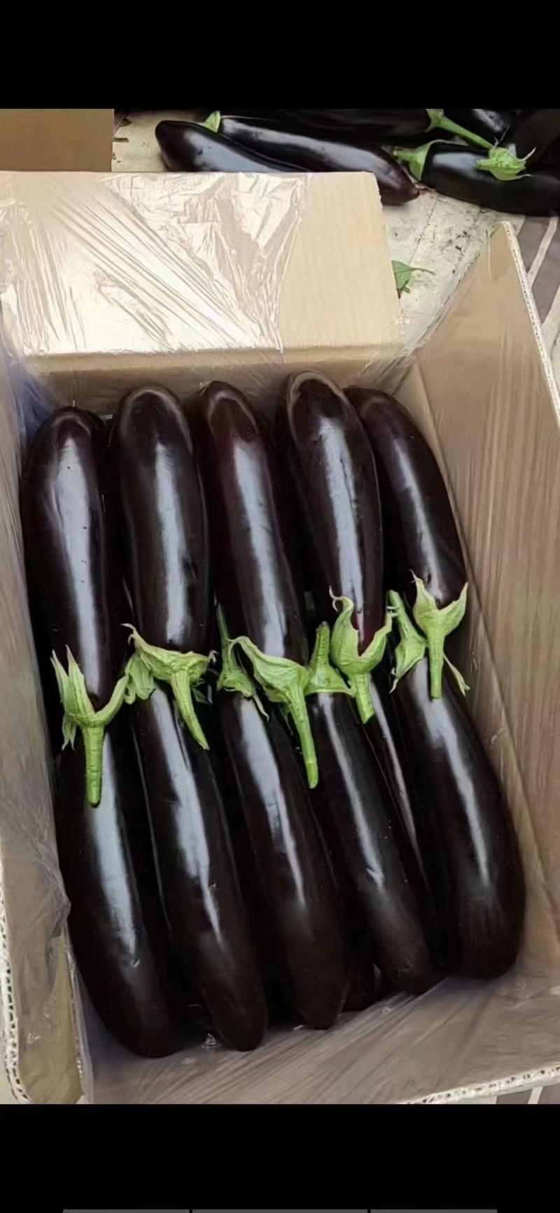 绿裤长茄辽宁葫芦岛绥中产地绿裤长茄精品茄头保质保量