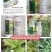 病毒病药苦参硫磺杀菌剂辣椒番茄烟草病毒病水稻条纹叶枯病