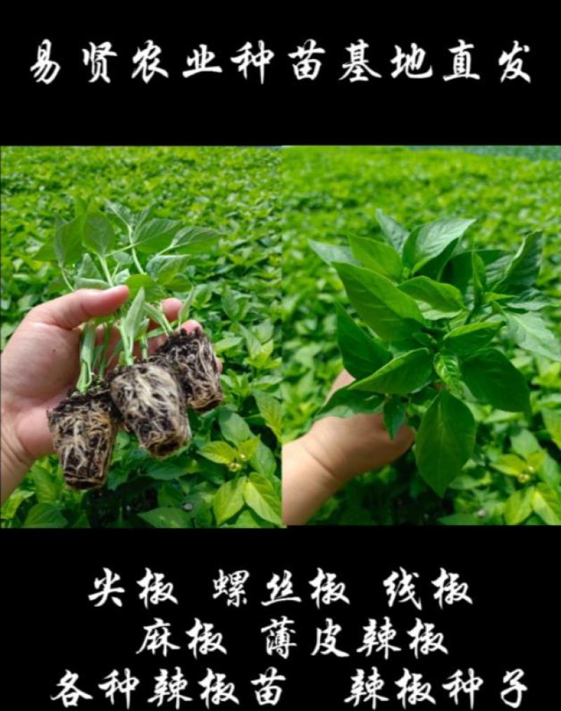 辣妹子苗香辣山东潍坊寿光高产抗病露天保护地种植非常好管理