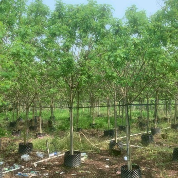 黄花槐基地直销规格齐全欢迎老板来电咨询合作