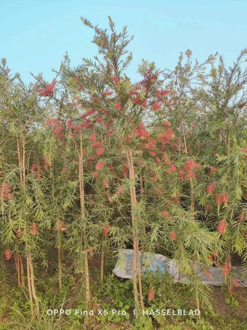 红千层/串钱柳地苗基地直销规格齐全欢迎老板来电咨询