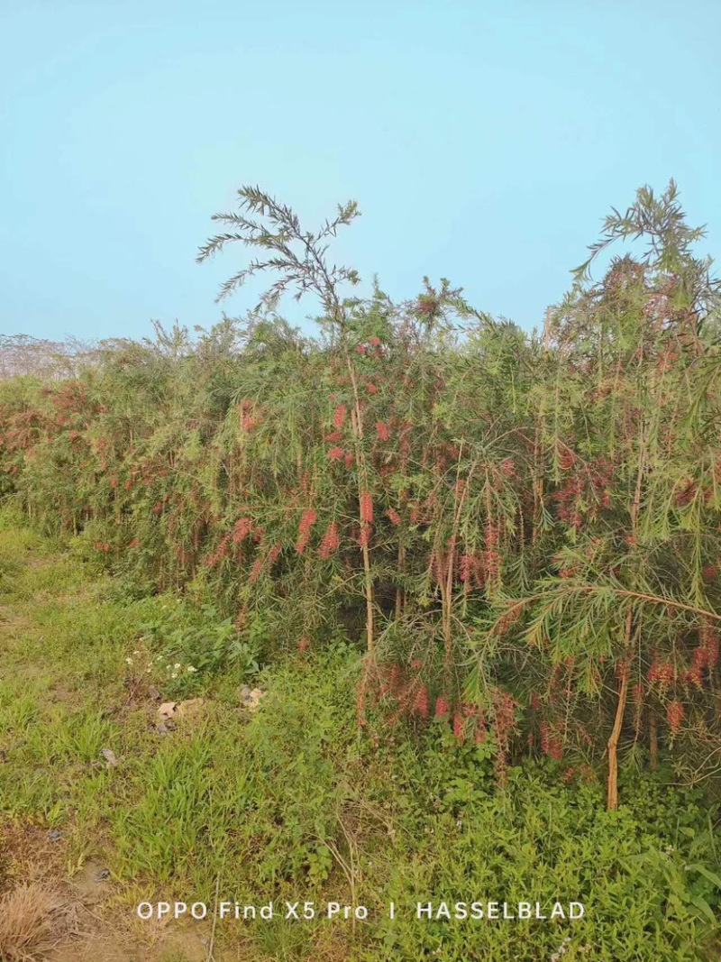 红千层/串钱柳地苗基地直销规格齐全欢迎老板来电咨询