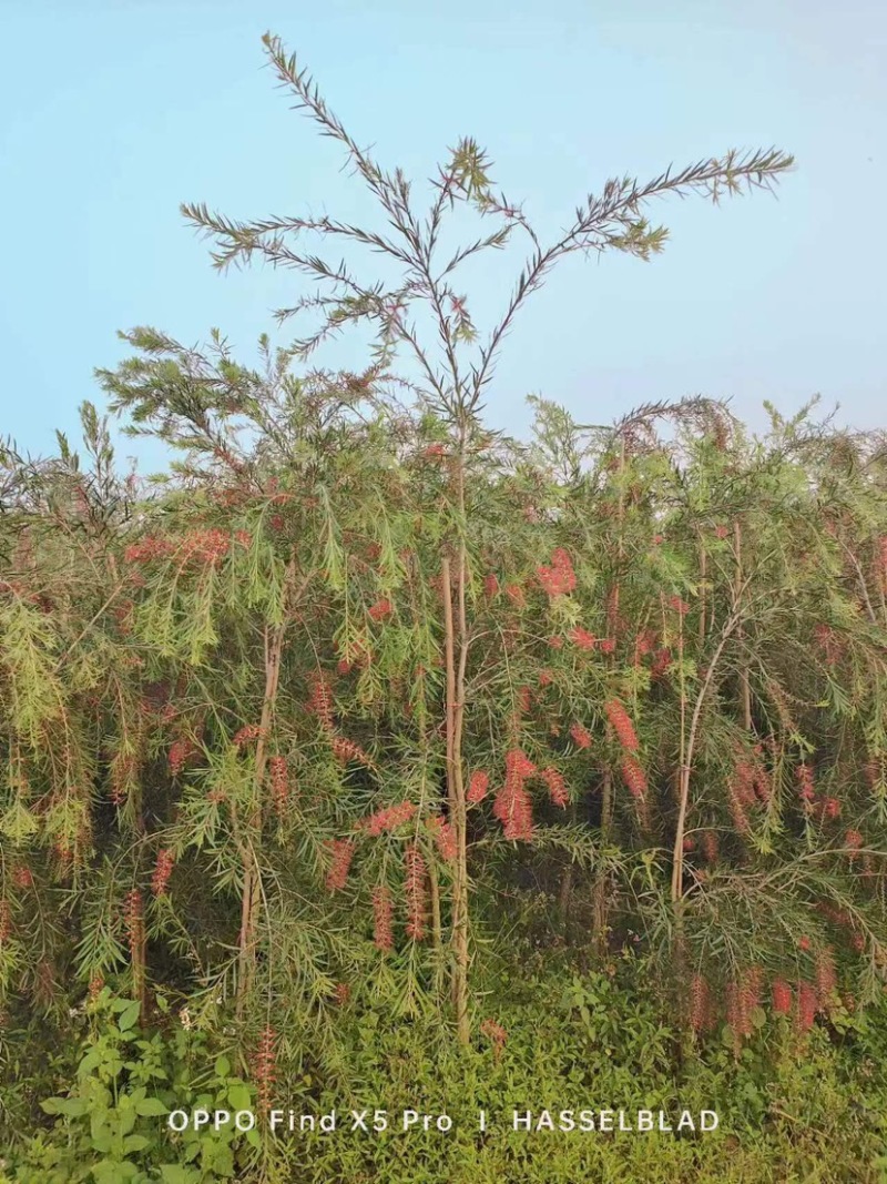 红千层/串钱柳地苗基地直销规格齐全欢迎老板来电咨询