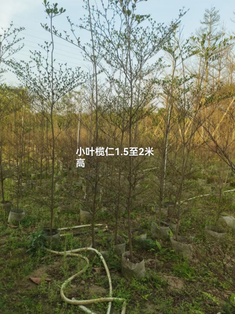 小叶榄仁树基地直销规格齐全欢迎老板来电咨询合作