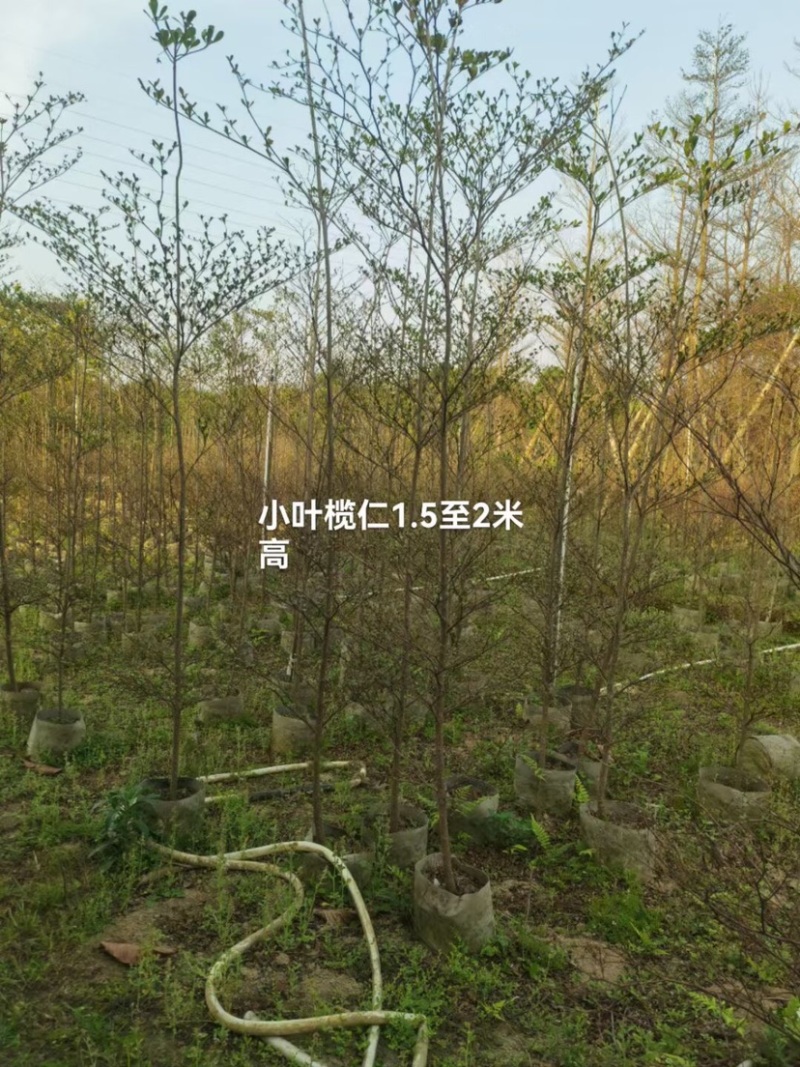 小叶榄仁树基地直销规格齐全欢迎老板来电咨询合作