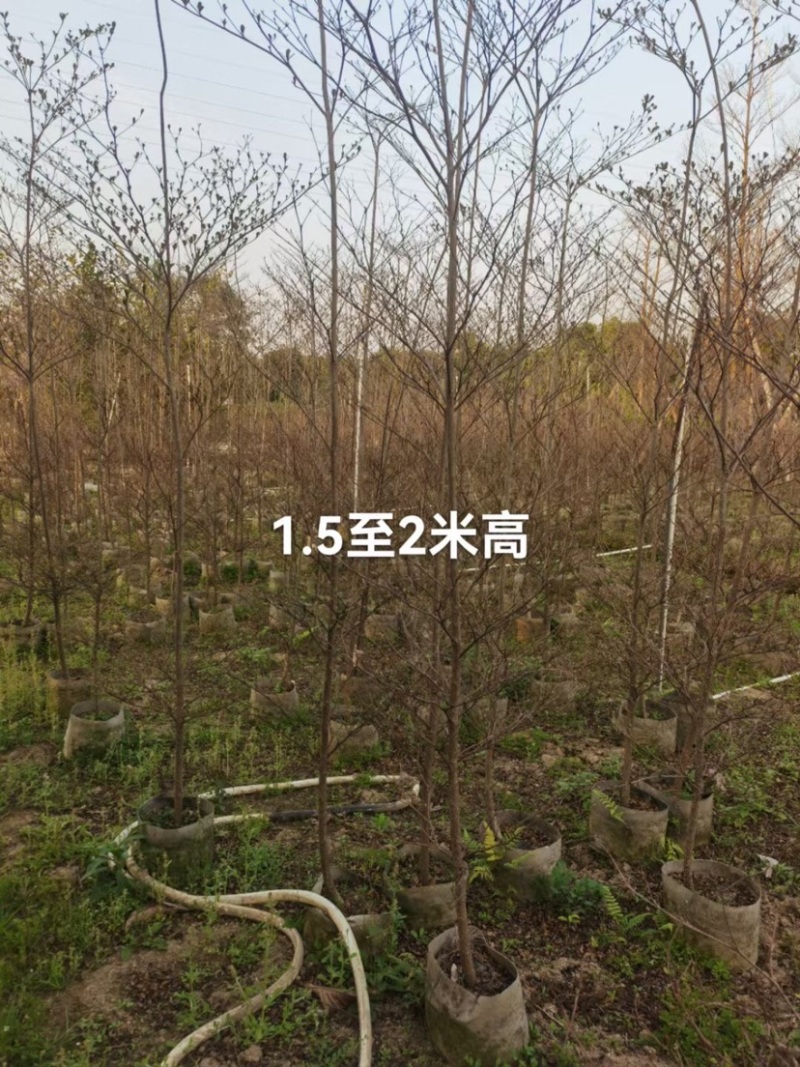 小叶榄仁树基地直销规格齐全欢迎老板来电咨询合作