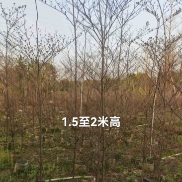 小叶榄仁树基地直销规格齐全欢迎老板来电咨询合作