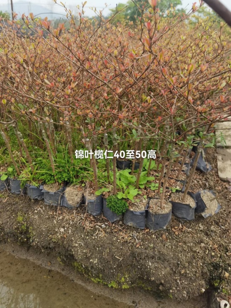 锦叶榄仁树基地直销规格齐全欢迎老板来电咨询合作