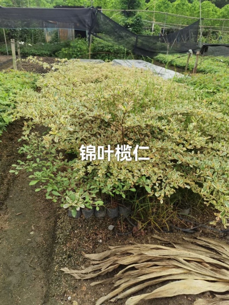 锦叶榄仁树基地直销规格齐全欢迎老板来电咨询合作