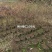 锦叶榄仁树基地直销规格齐全欢迎老板来电咨询合作