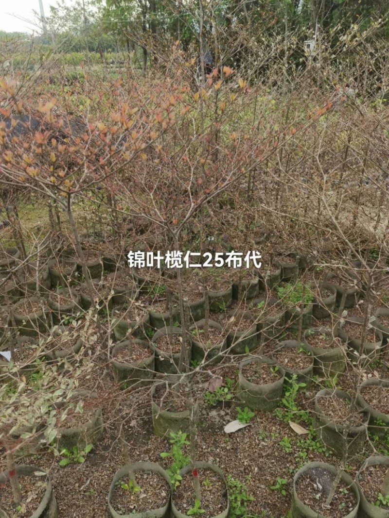 锦叶榄仁树基地直销规格齐全欢迎老板来电咨询合作