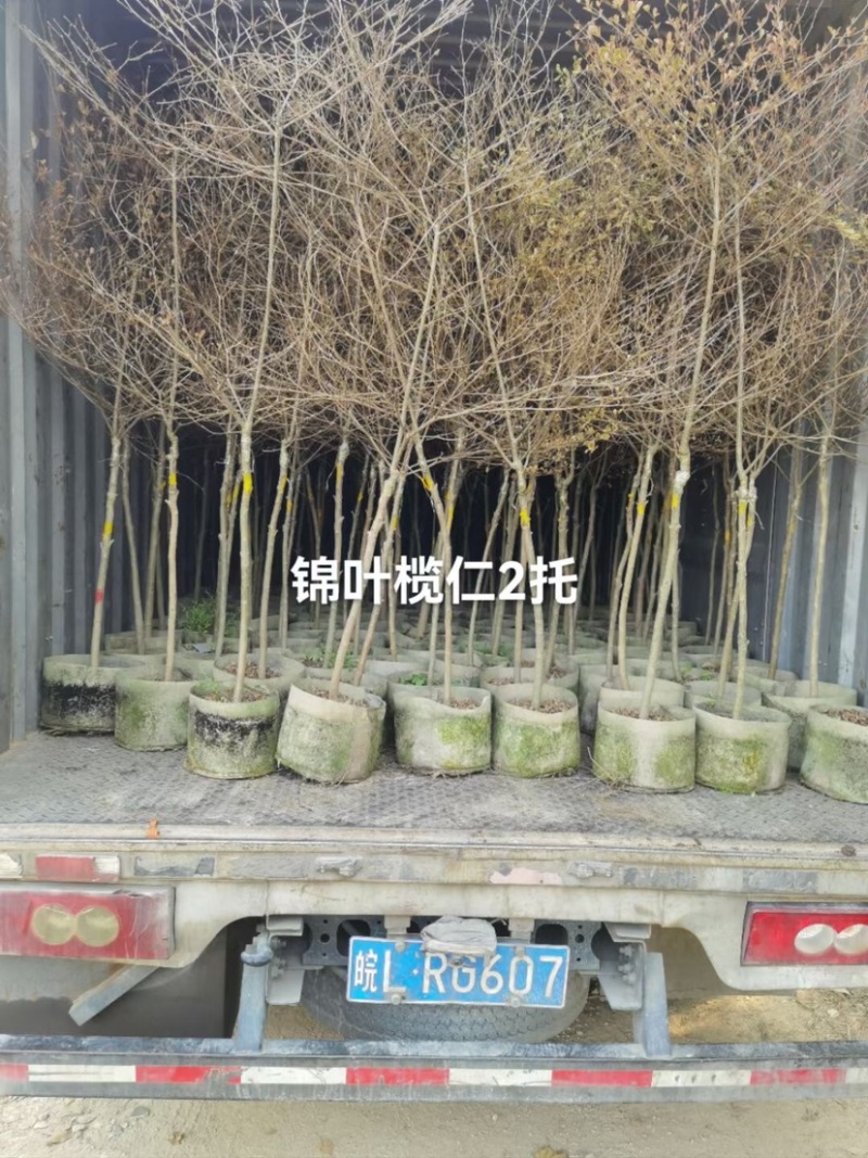 锦叶榄仁树基地直销规格齐全欢迎老板来电咨询合作