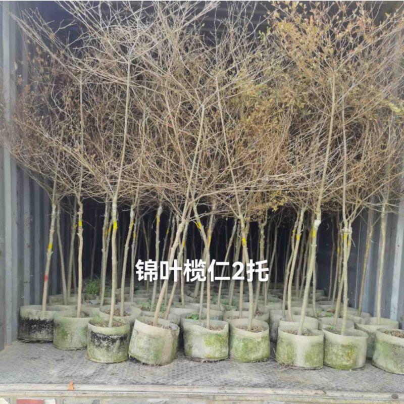 锦叶榄仁树基地直销规格齐全欢迎老板来电咨询合作